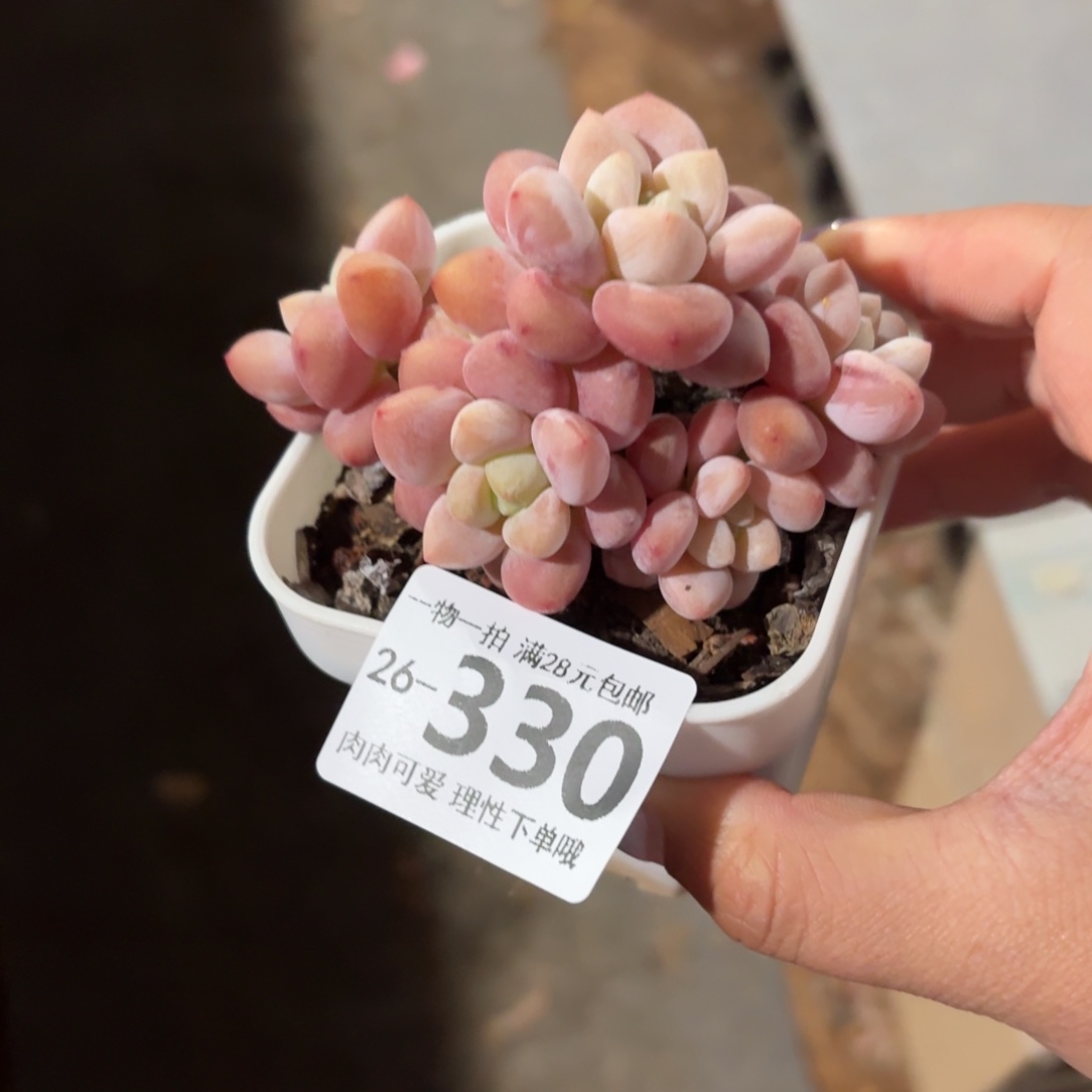 樱花洛神无盆土发货无