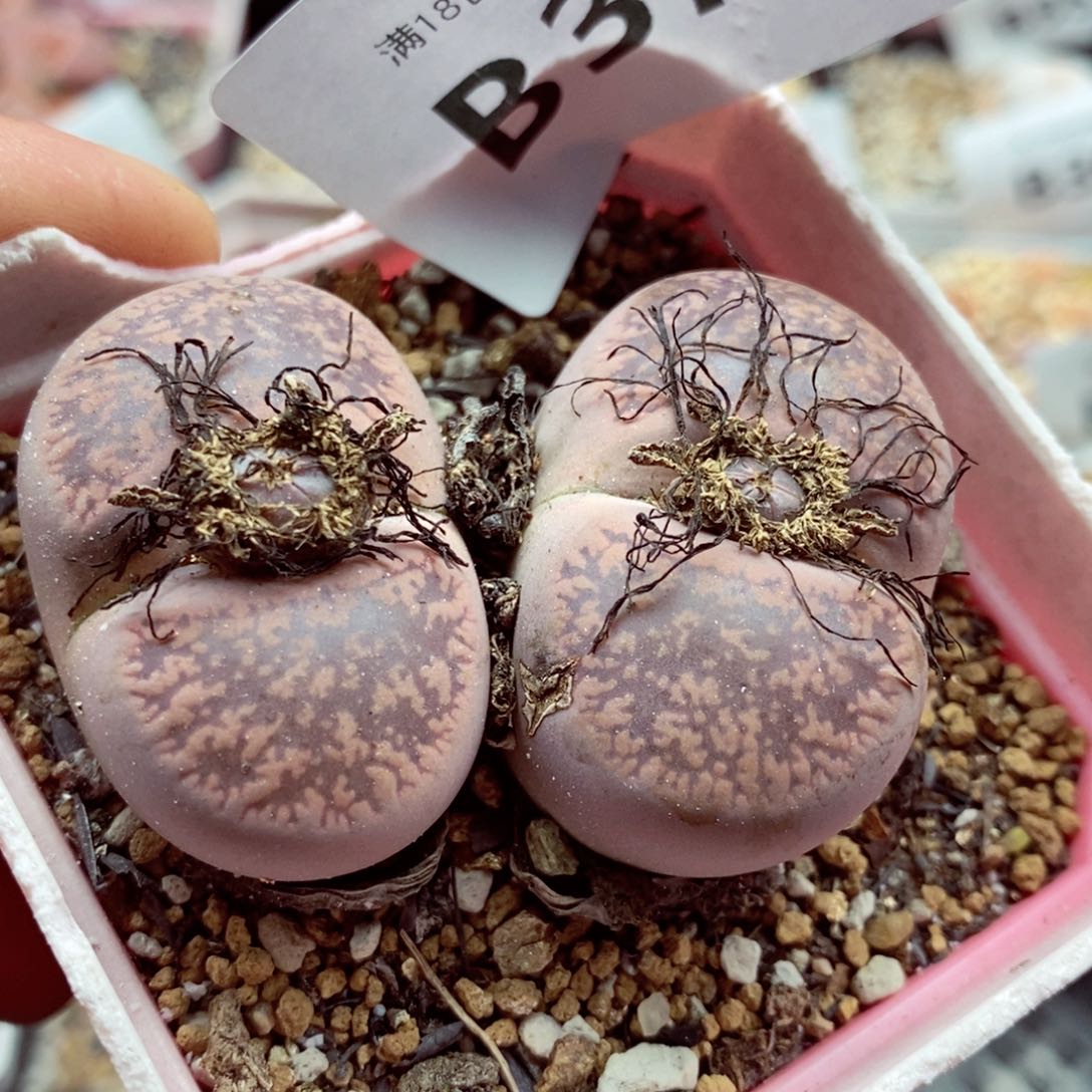 我的小姐姐们都是我的375