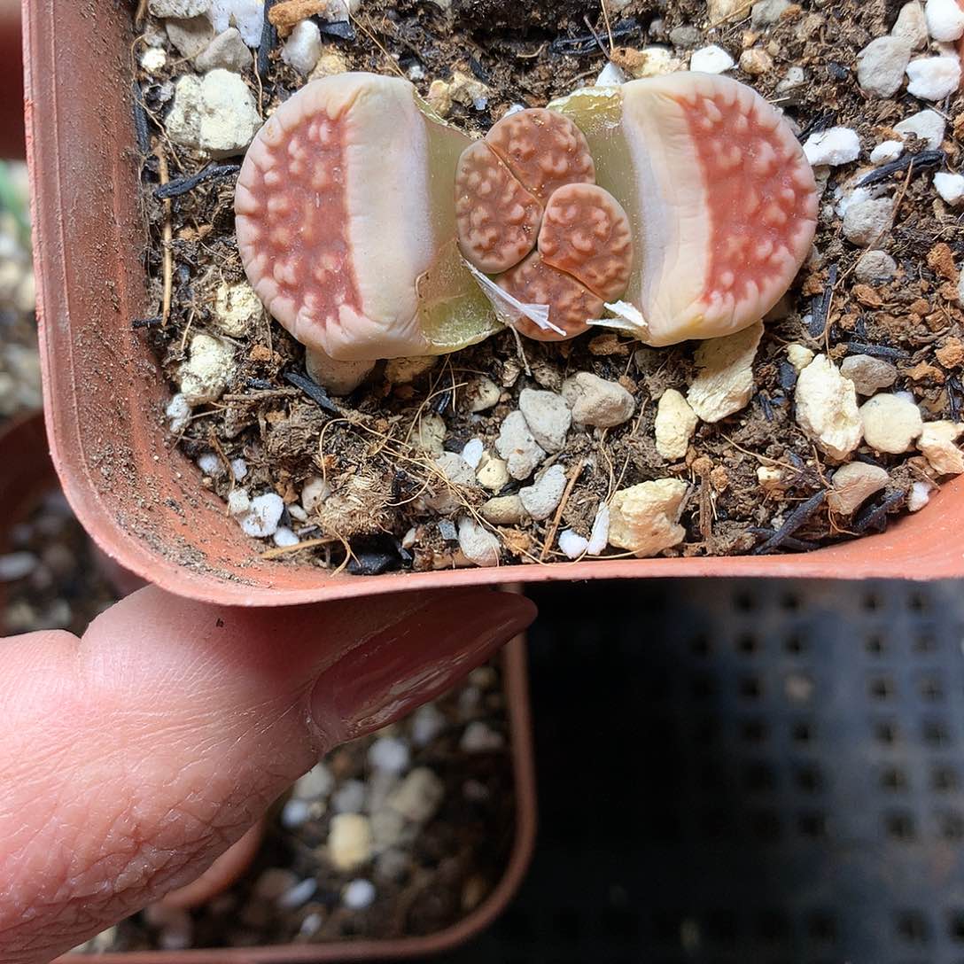 C719多肉植物保护研究所