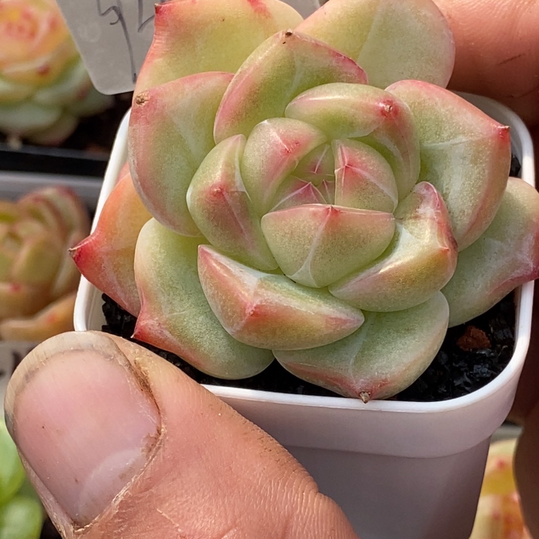 天官赐福百无禁忌