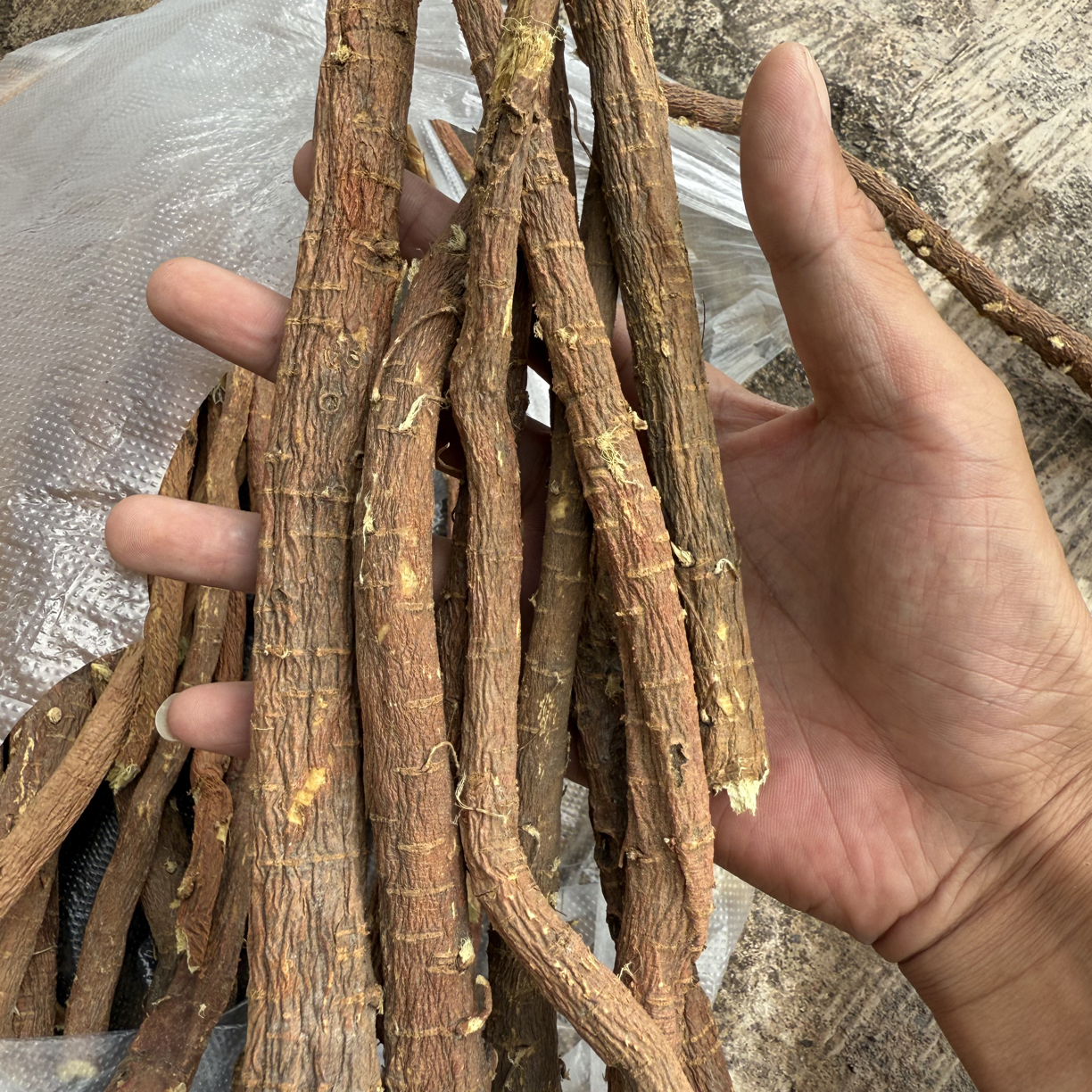 云南哀牢山中部甘草（下山货）