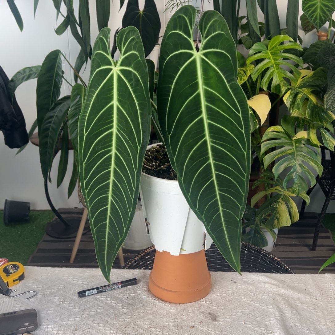 完全开放爽头黑窄鹤后