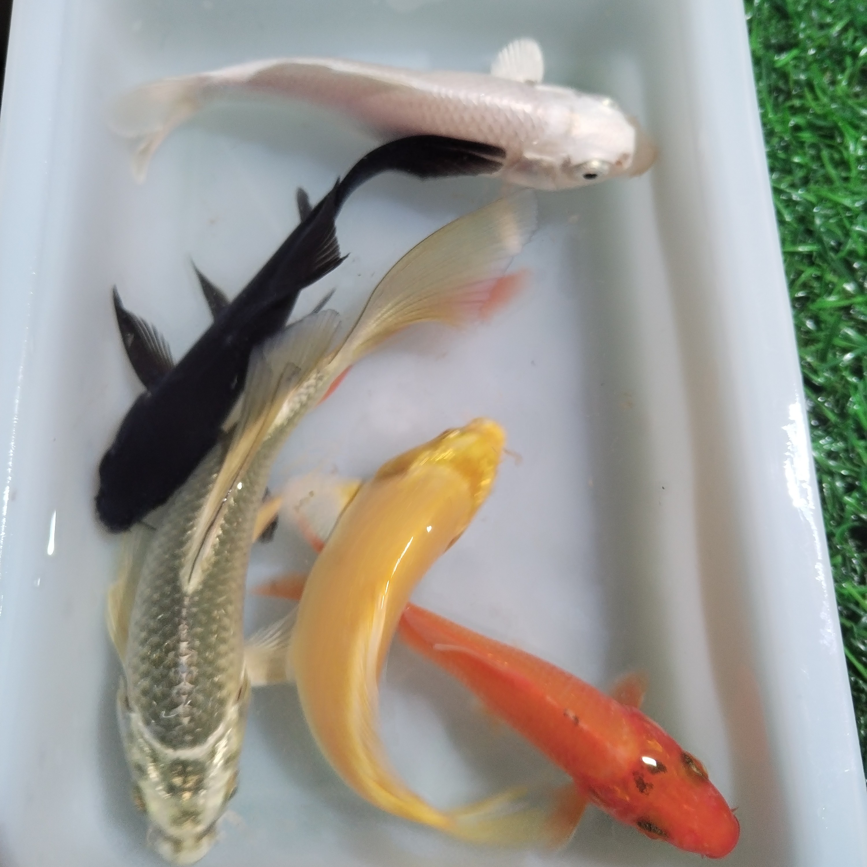 【五条装】五福临门1黑1白1黄1红1熊猫好养耐活锦鲤鱼蝴蝶鲤活体