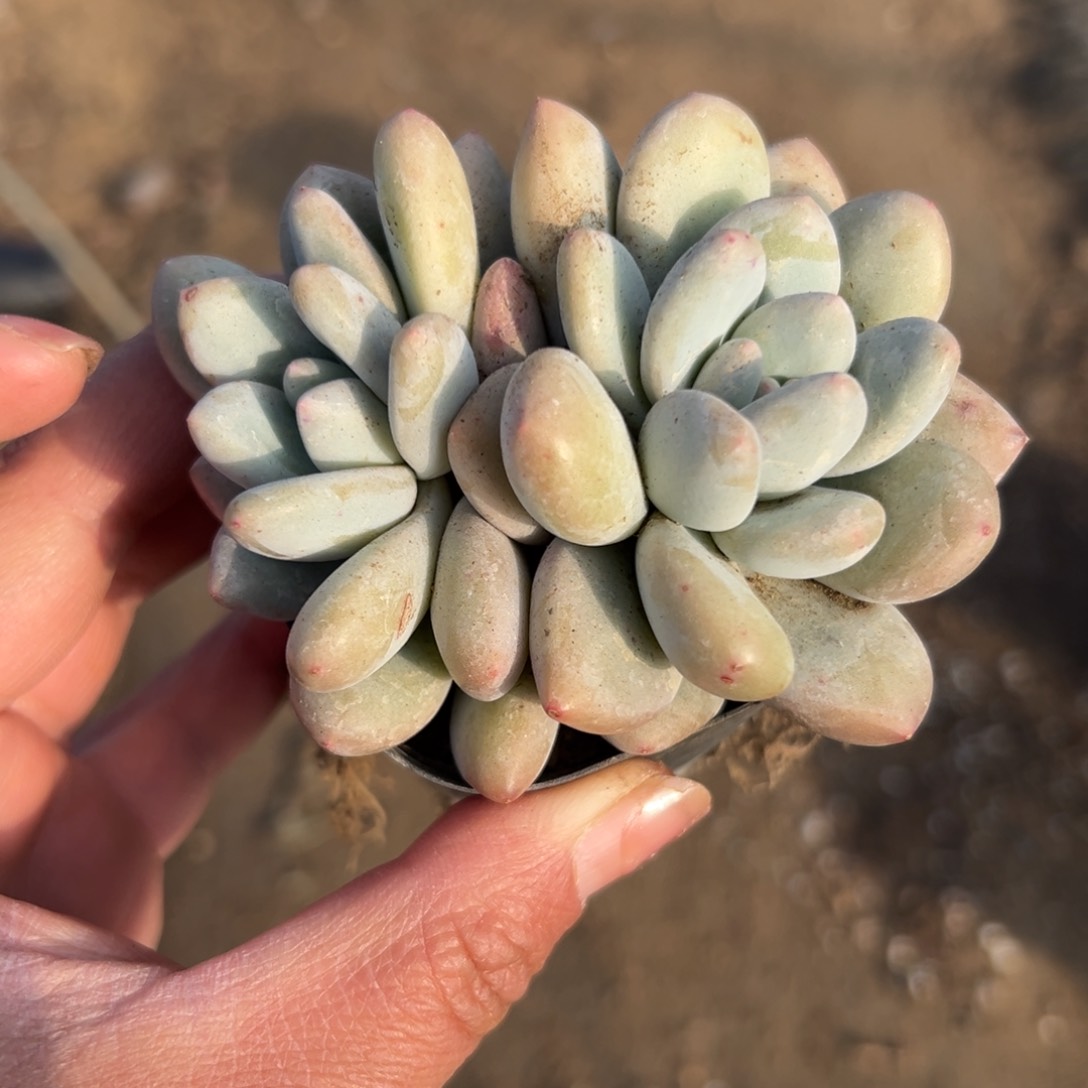 多肉植物多肉植物