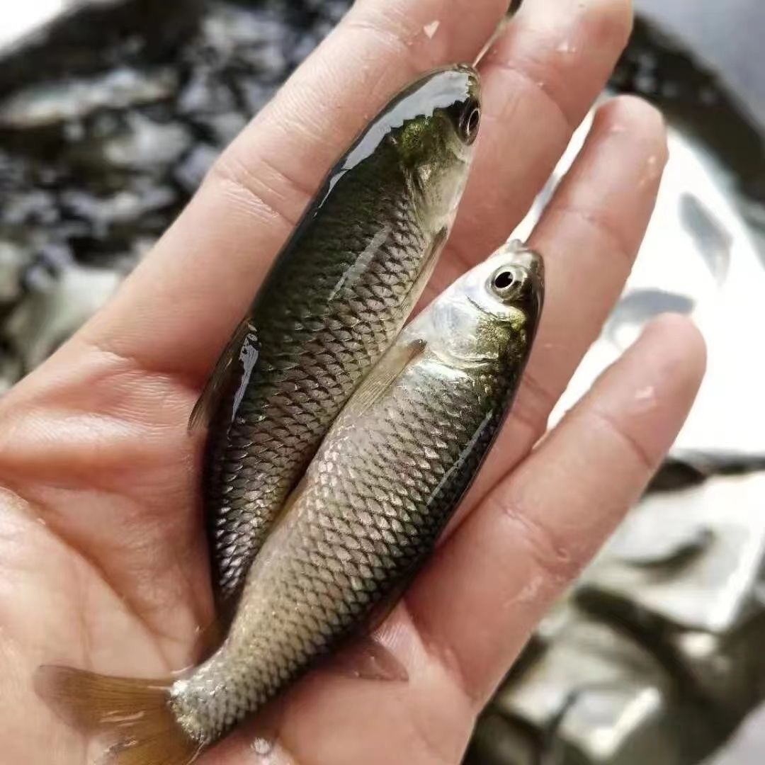 草鱼大型淡水常温鱼活体吃草可食用可观赏鱼各地可养