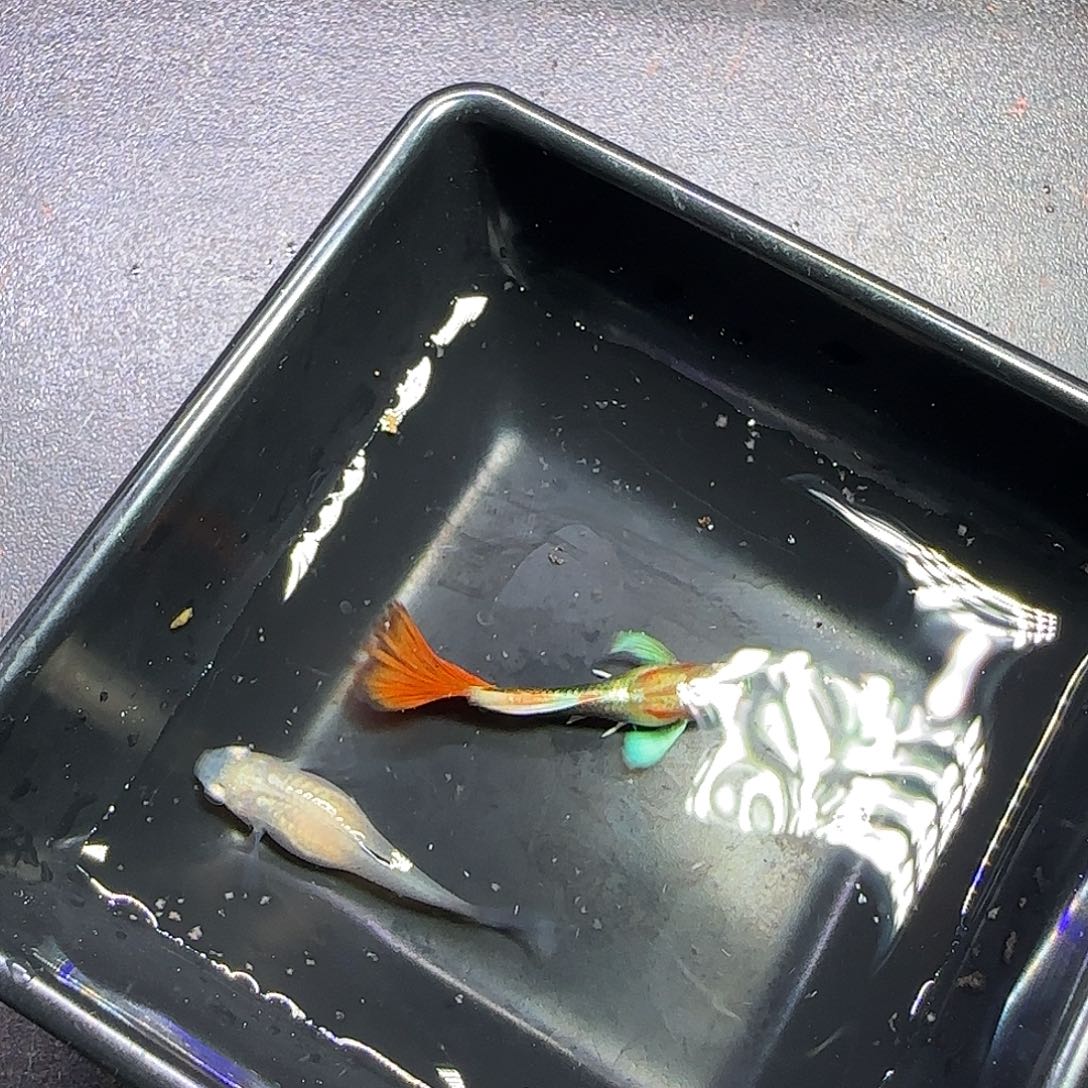 孔雀鱼黄化蓝礼服飞船跑红一对