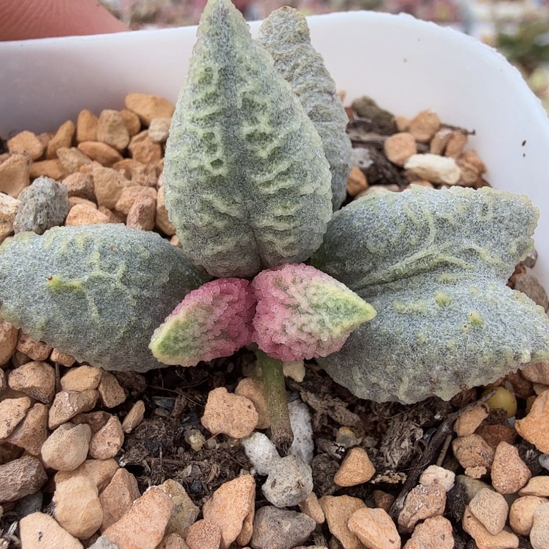 C***仔融化纹冰激凌        