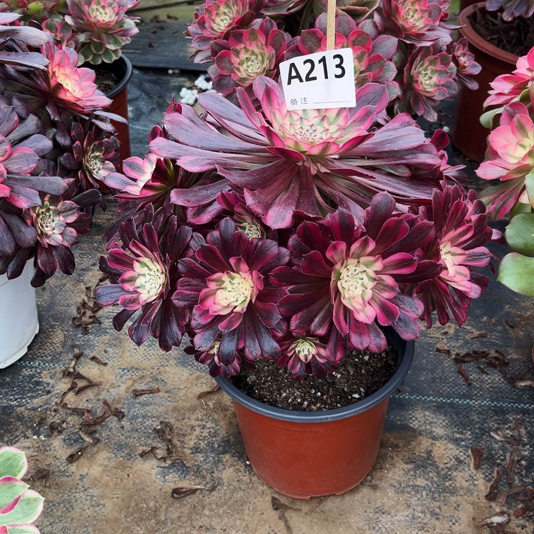 多肉植物红铜白213多肉