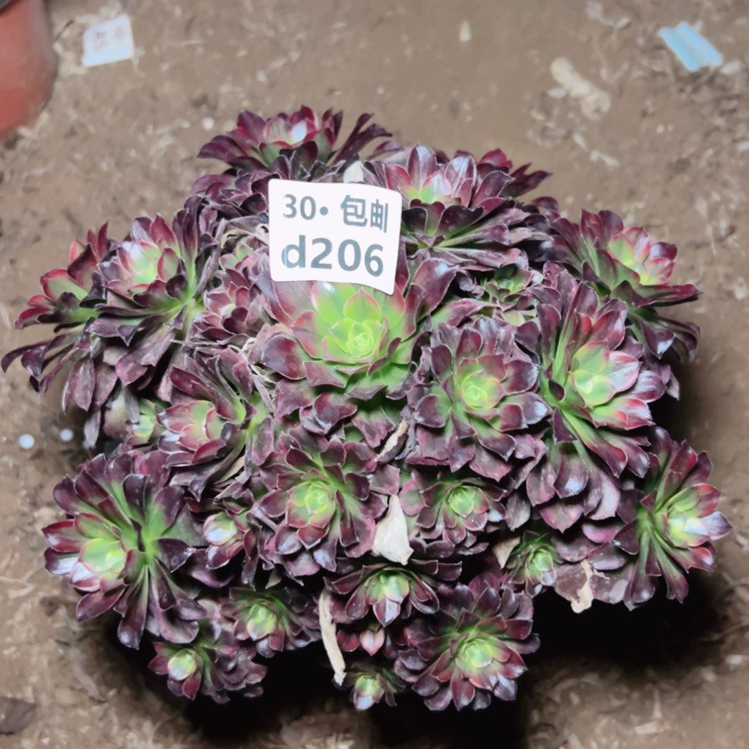 206安娜多肉法师