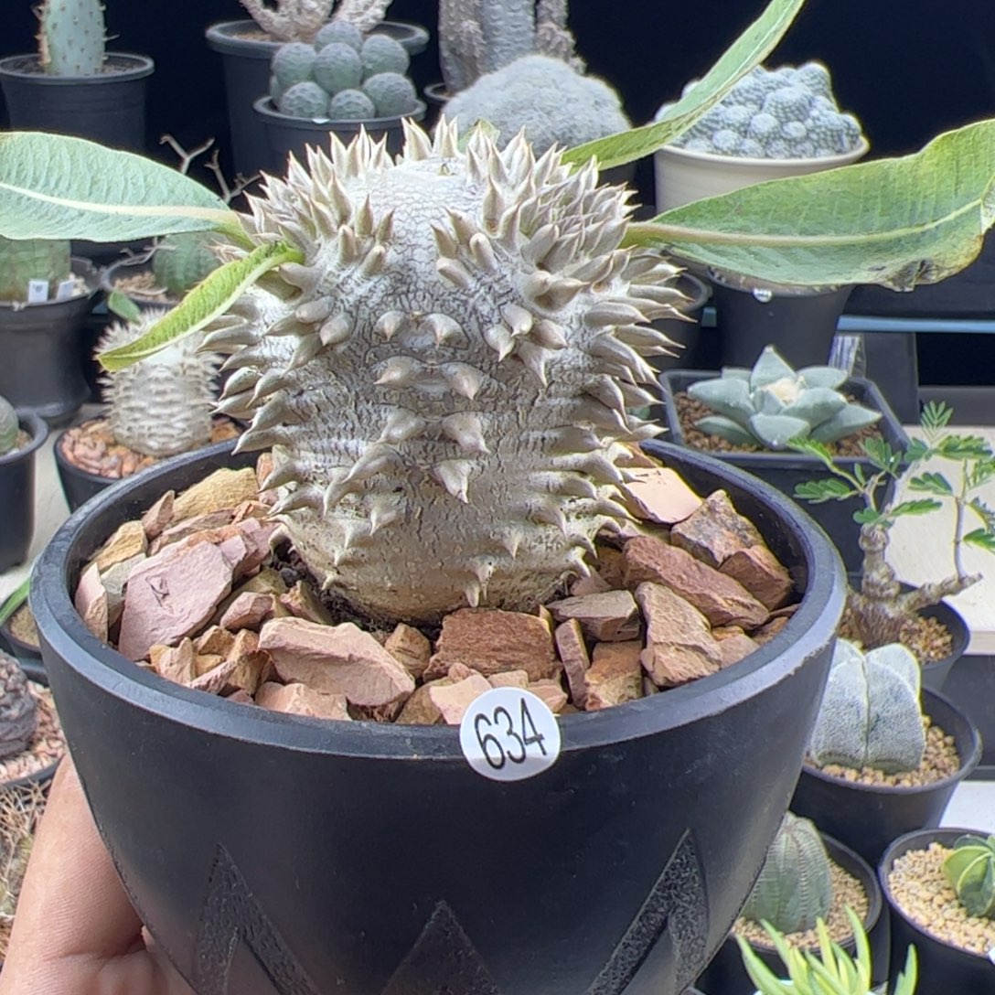 惠比大黑一物一拍