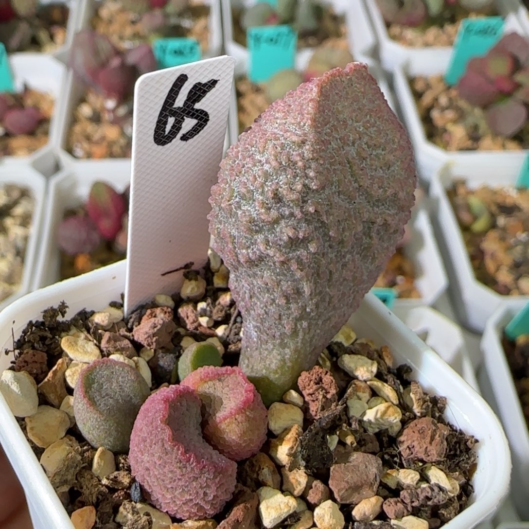 编号065大叶插，四方盆发