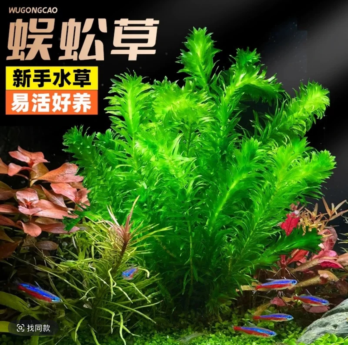 【蜈蚣草坨草】净水水草 鱼缸造景阴性懒人真植物