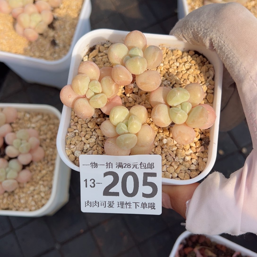 萤火虫多肉多肉多肉多肉