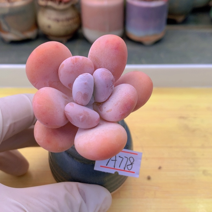 一物一拍满38包邮A778