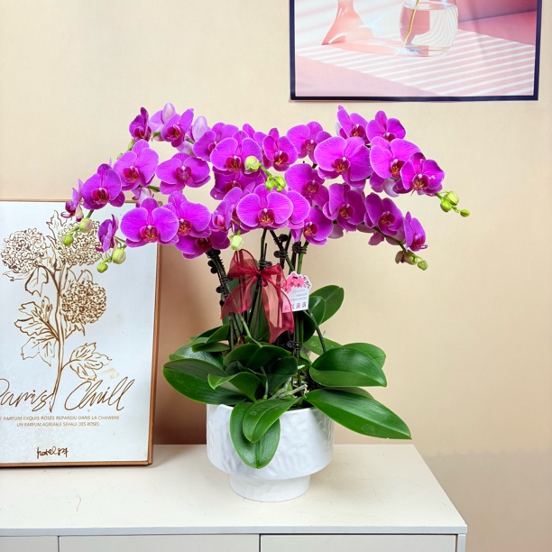 《恭喜发财》蝴蝶兰 花王带花 紫红系 丝绒款 基地直发