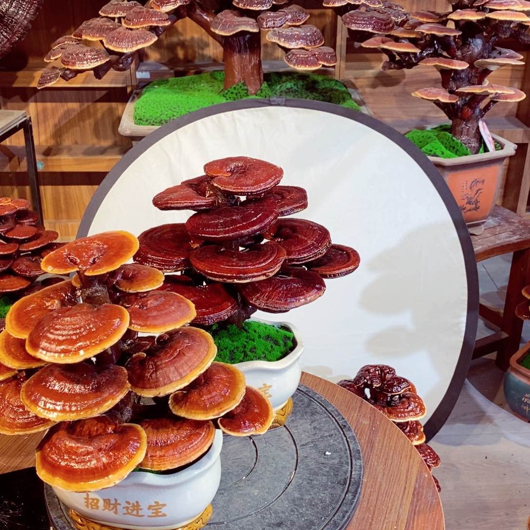 用****2发财树的发财树的