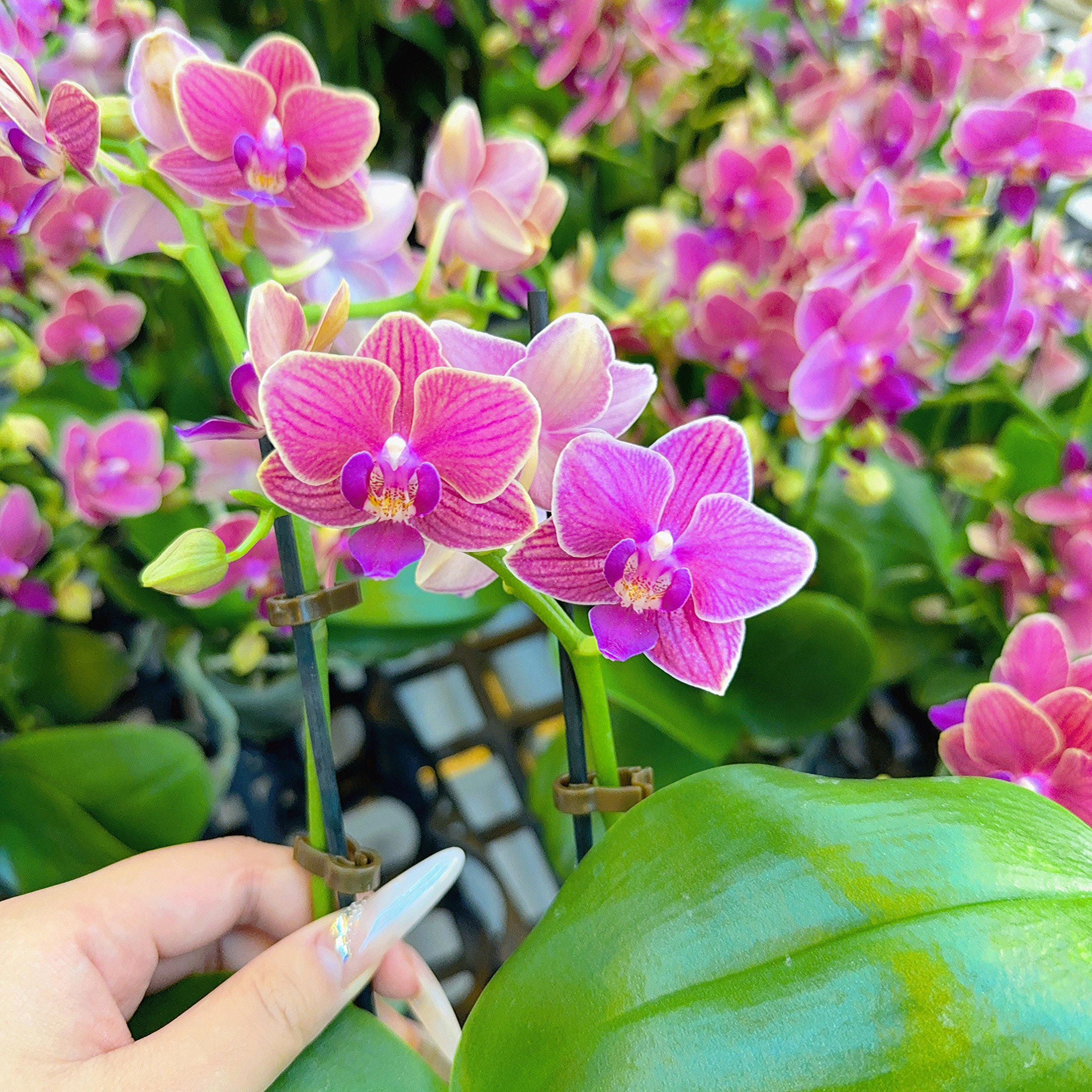 精选蝴蝶兰[金边玲珑]红色带金边桌面款 室内花卉绿植 基地直发
