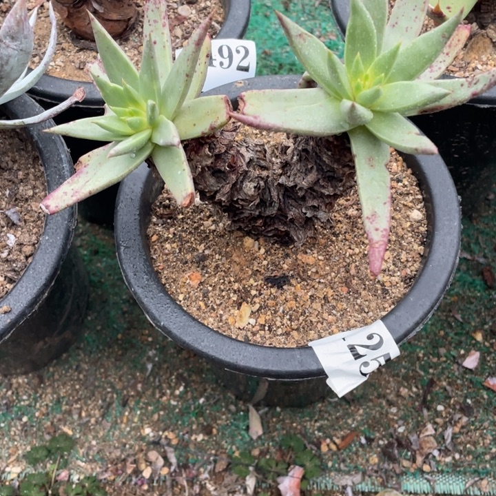 25号伊静思多肉植物