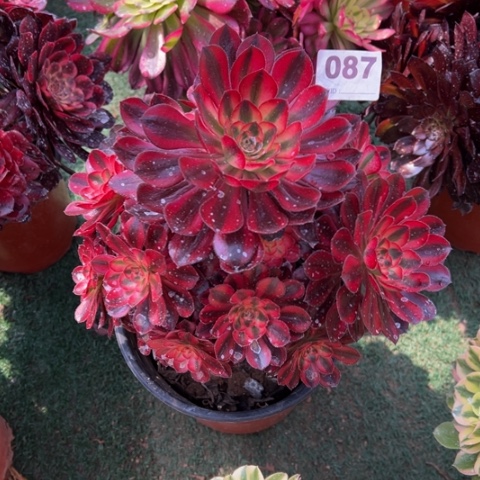 087香奈儿手捧多肉，