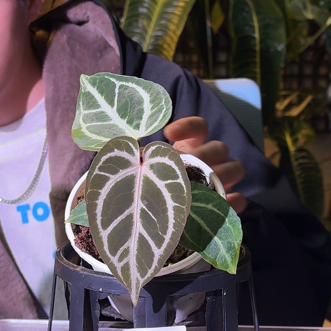 不开花植物G790skg银红杂狂想曲