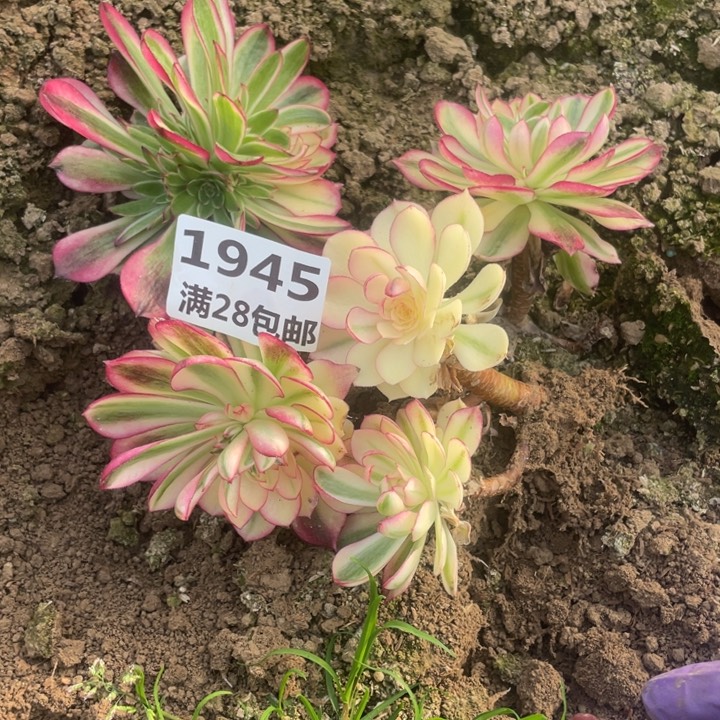 1945二号棚倾城母本多肉E