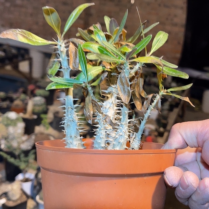 满38包邮2天凑单，脱土晾根发货多肉植物