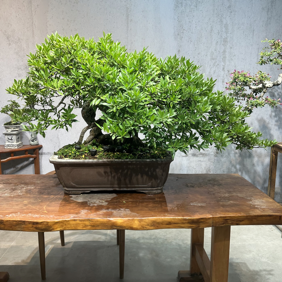 【遇繁花盆景】精品海岛柳叶栀子花盆栽盆景