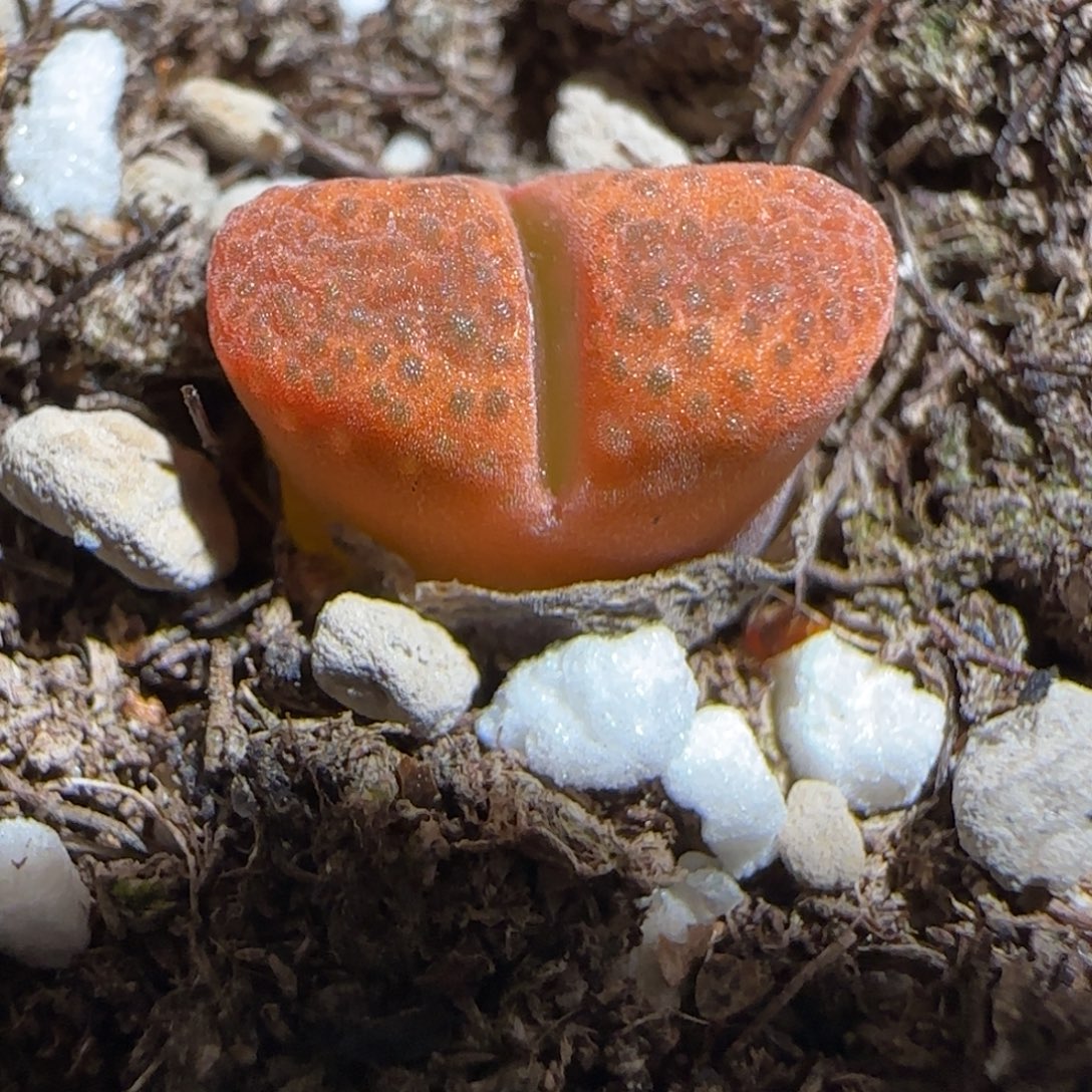 肉锥多肉植物组合-蛋糕203