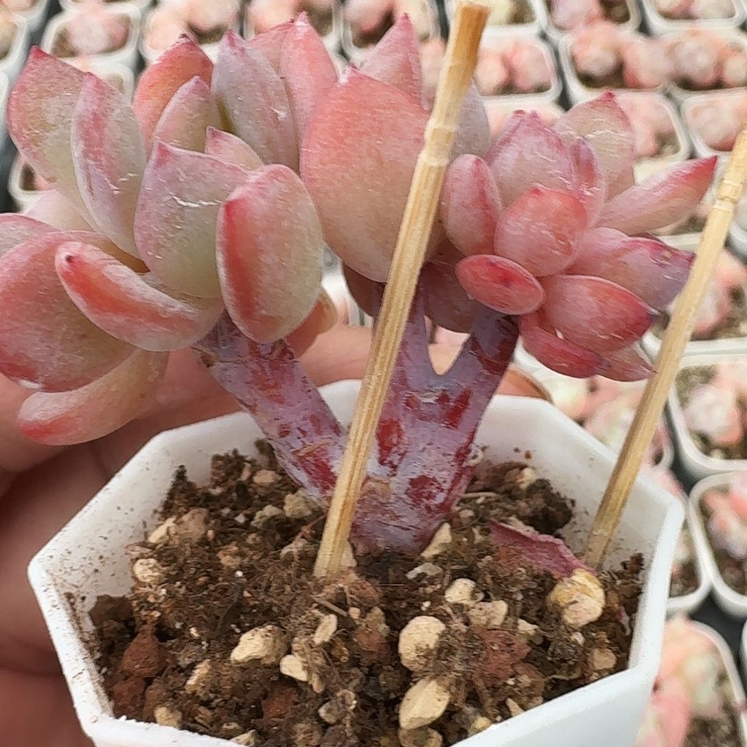 多肉全明星朵朵1278