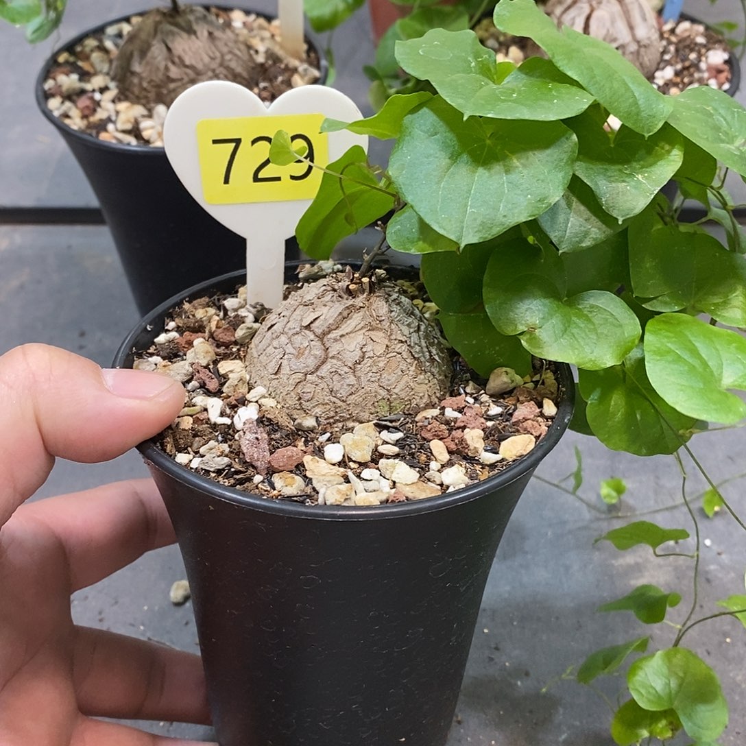 南非龟甲龙龟甲龙