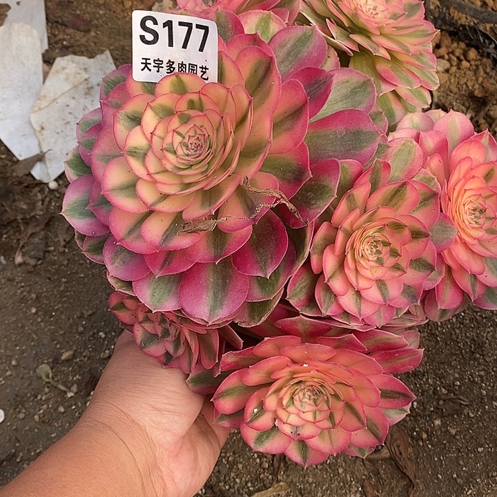 多肉植物倾城177多肉