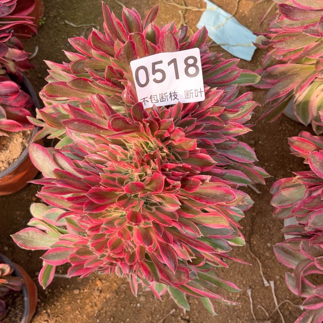 518号，女神缀化，脱土发货