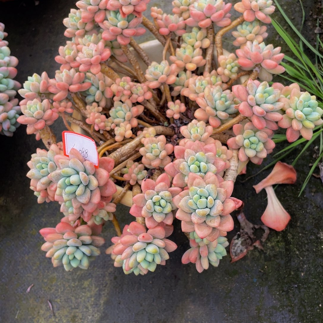 洛神多肉植物中群4088