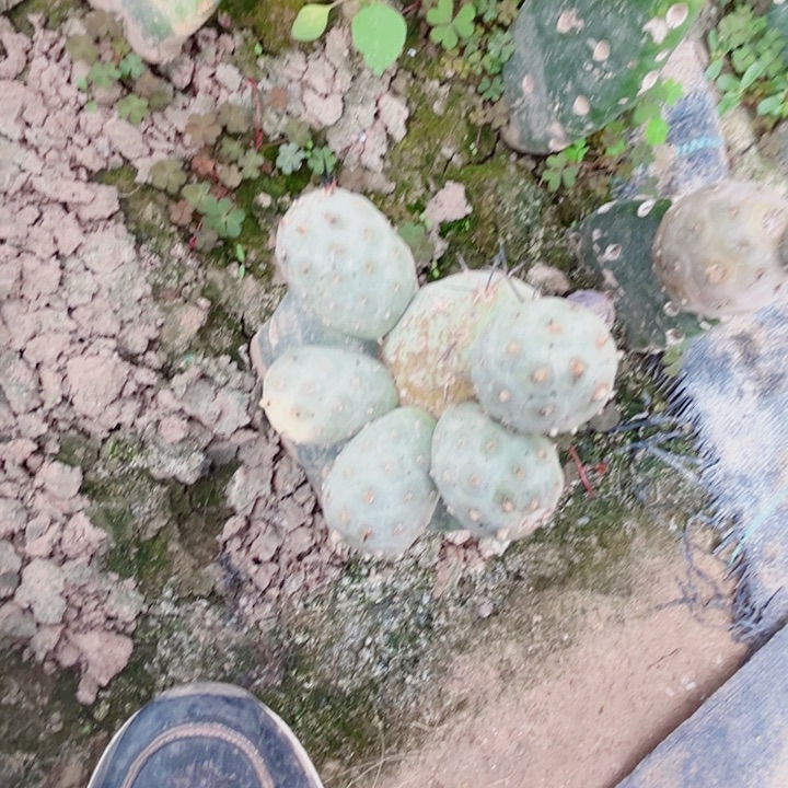 蓝白皮习志野仙人球楼头