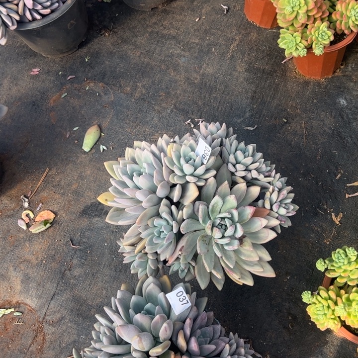 炎***热036云欣多肉植物奥普