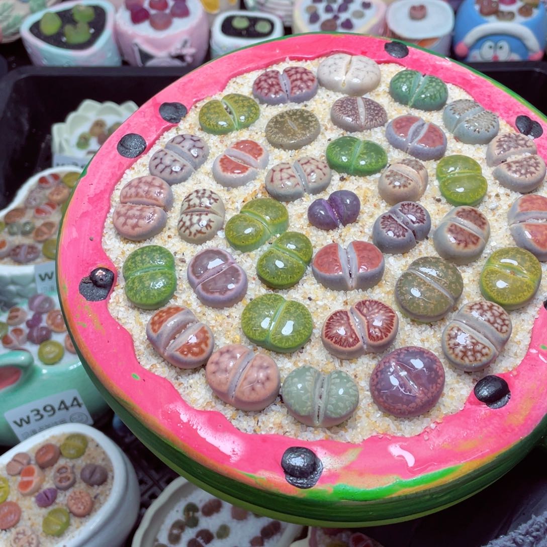 w3954--带盆土发货，零下地区拍保温箱