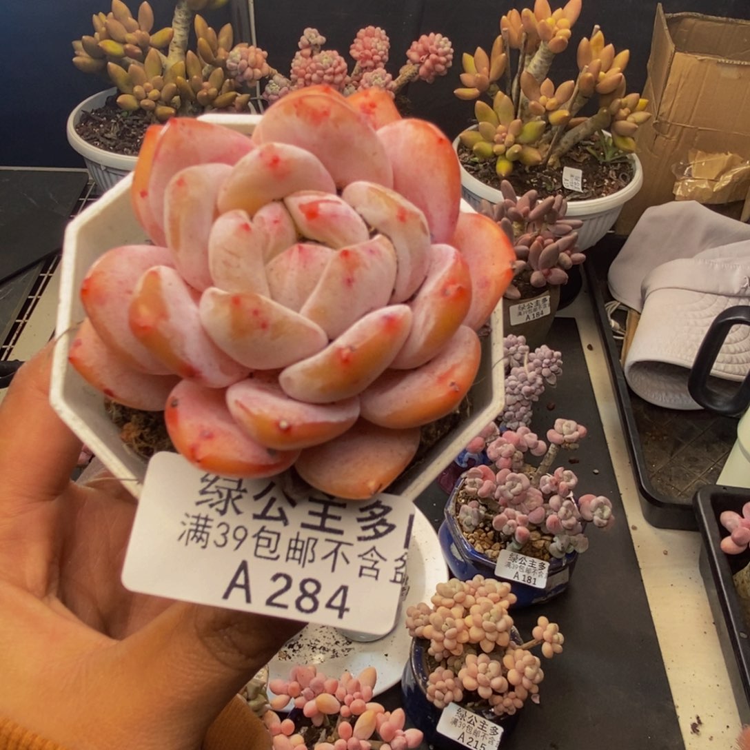 284冰糕多肉肉6cm