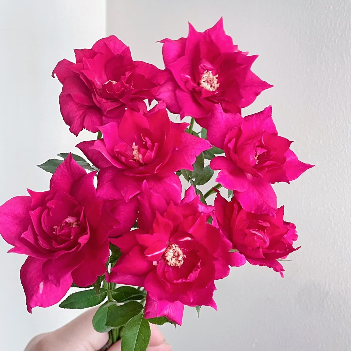 阿尔辛娜  木村丰花抗病很直立，多头开花（1+根接土球发货）