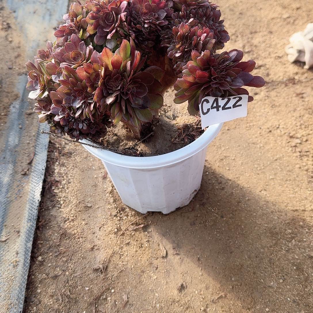 422万朵朵一颗呀呀