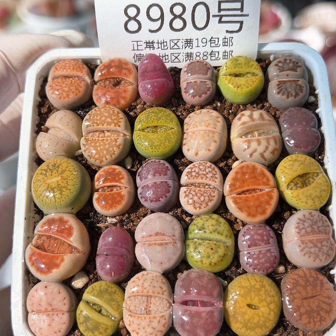 好养易活生石花大母本8980