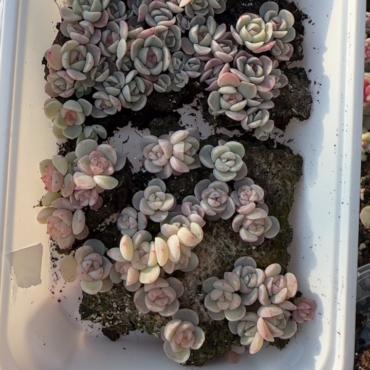 17 号王者系列多肉一盒