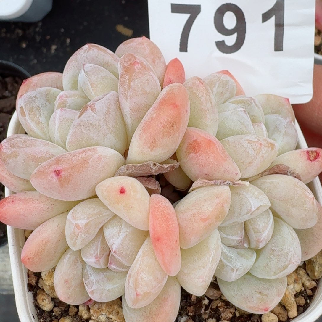 冰玉群生         精品多肉