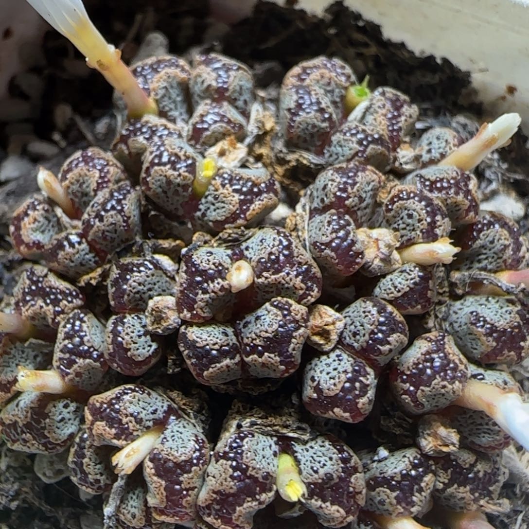 24头漂亮多肉植物683