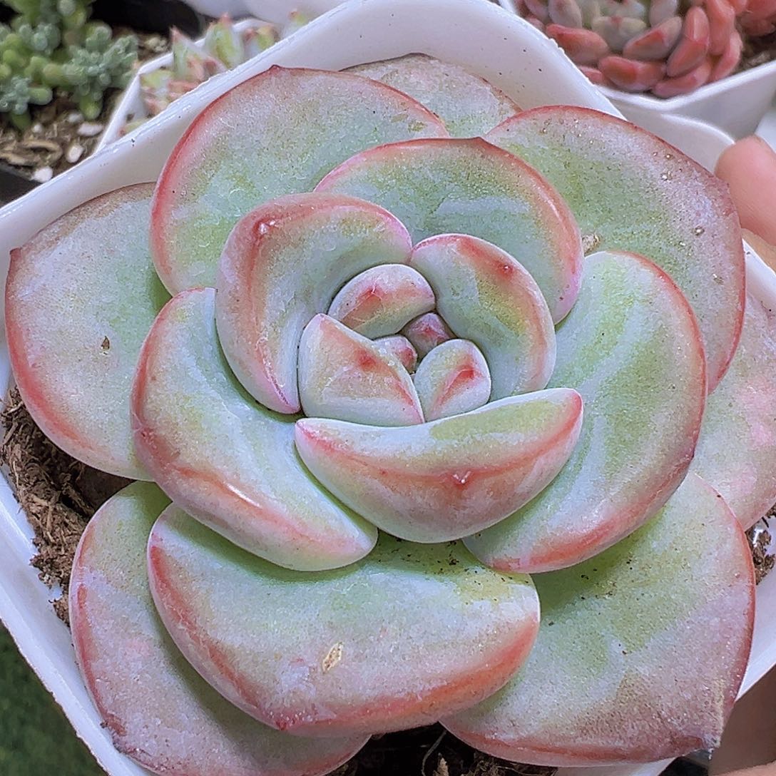 奶油泡芙19包邮多肉植物