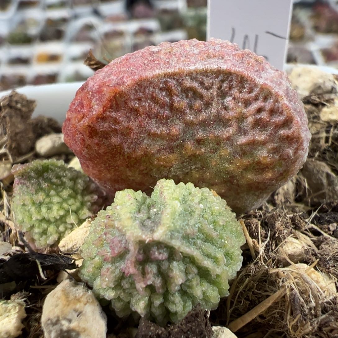 实生低叶苗多肉植物水泡多肉植物