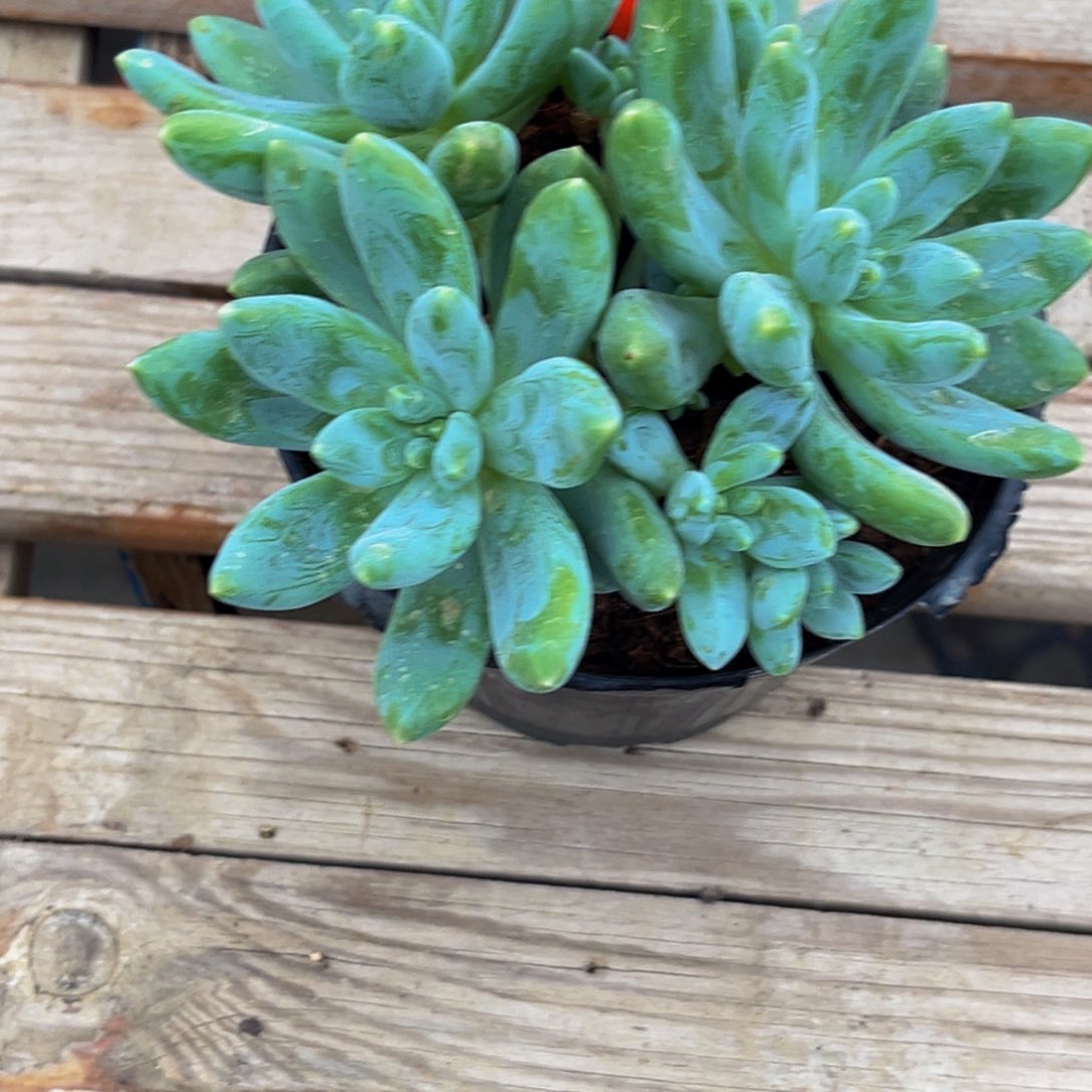 我*谁2341下午多肉植物群生