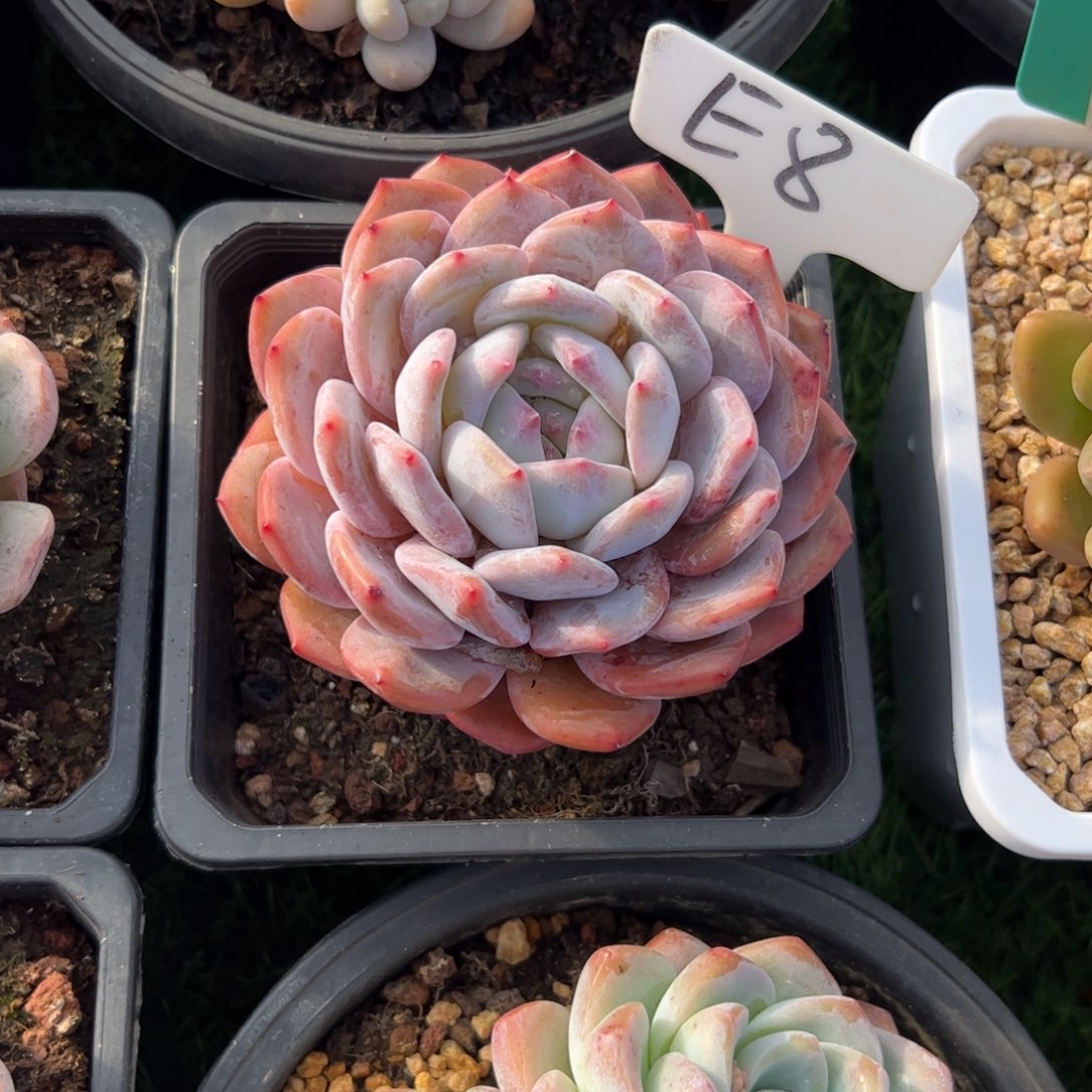 单头诚意多肉植物