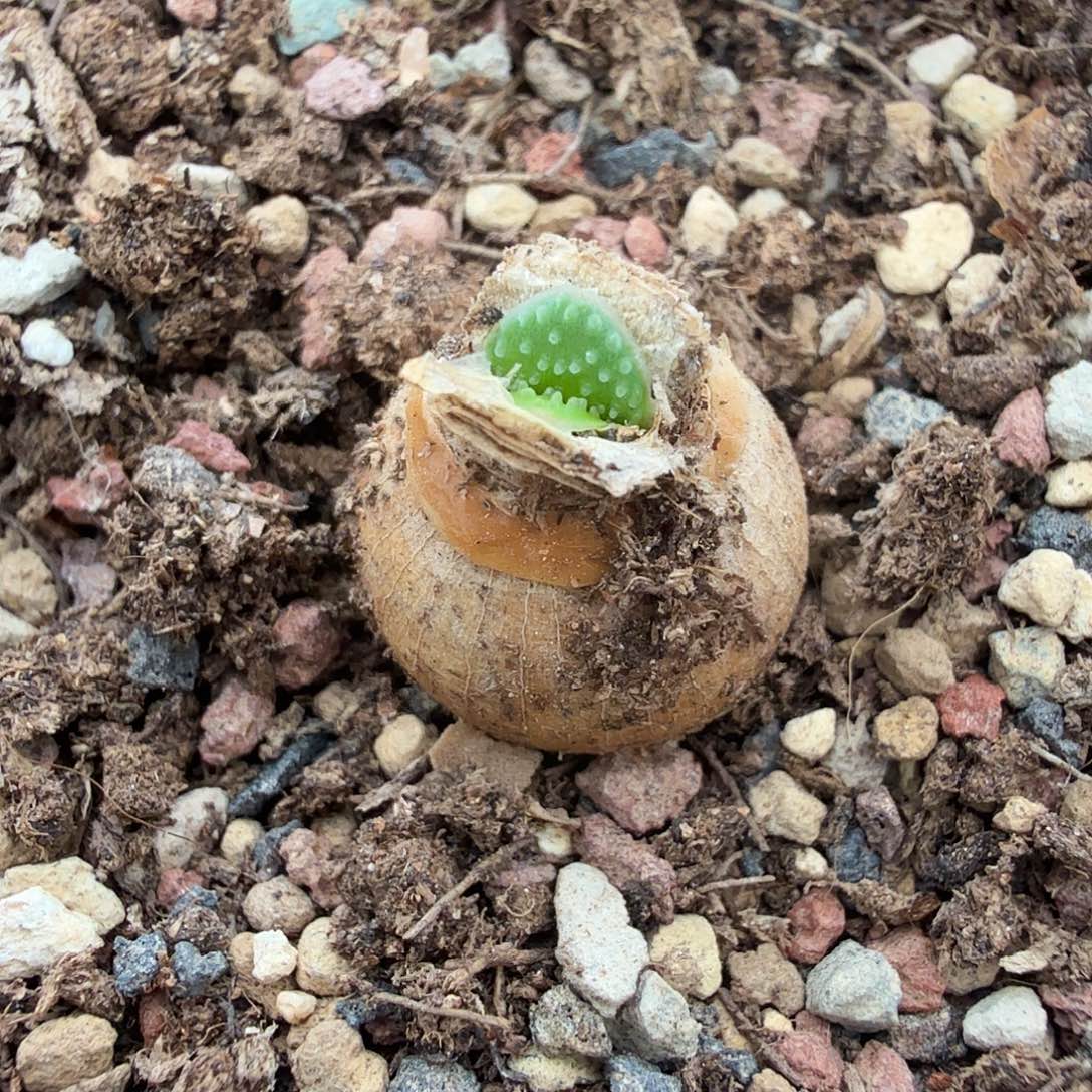 钢锉灯台百合一个约1.3cm