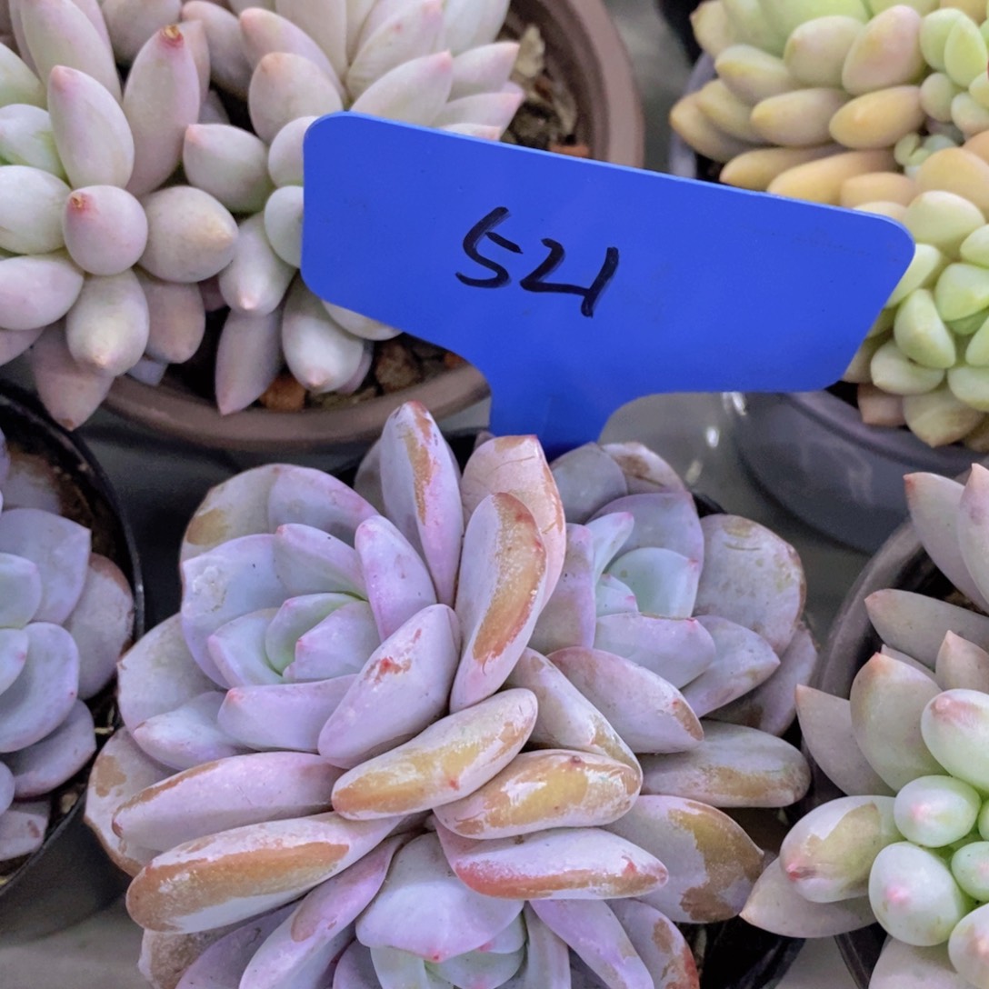 开心多肉，今天不对称，不包价