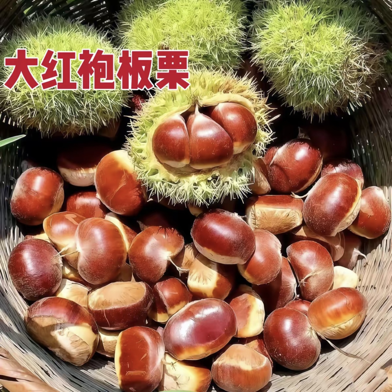 【三颗小苗装】正宗板栗树苗南北方栽种盆栽地栽高山平原种植